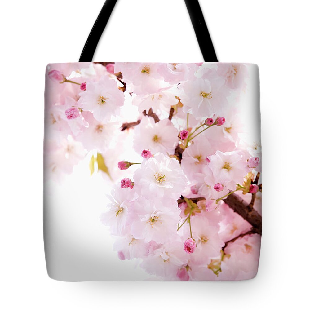 White Background Tote Bag featuring the photograph Cherry Blossom Prunus Lannesiana by Ultra.f