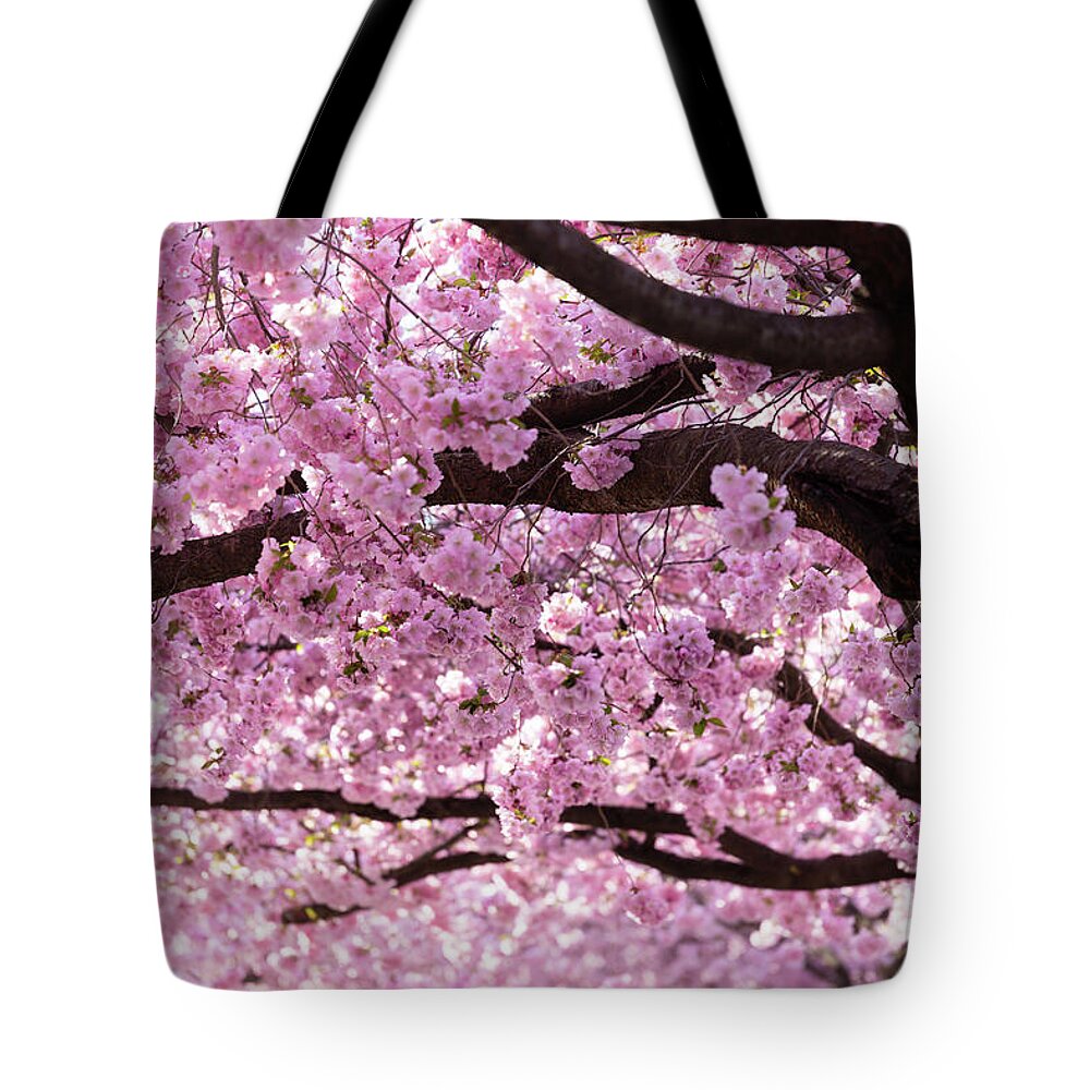 Cherry Tote Bag featuring the photograph Cherry Blossom Trees by Nicklas Gustafsson