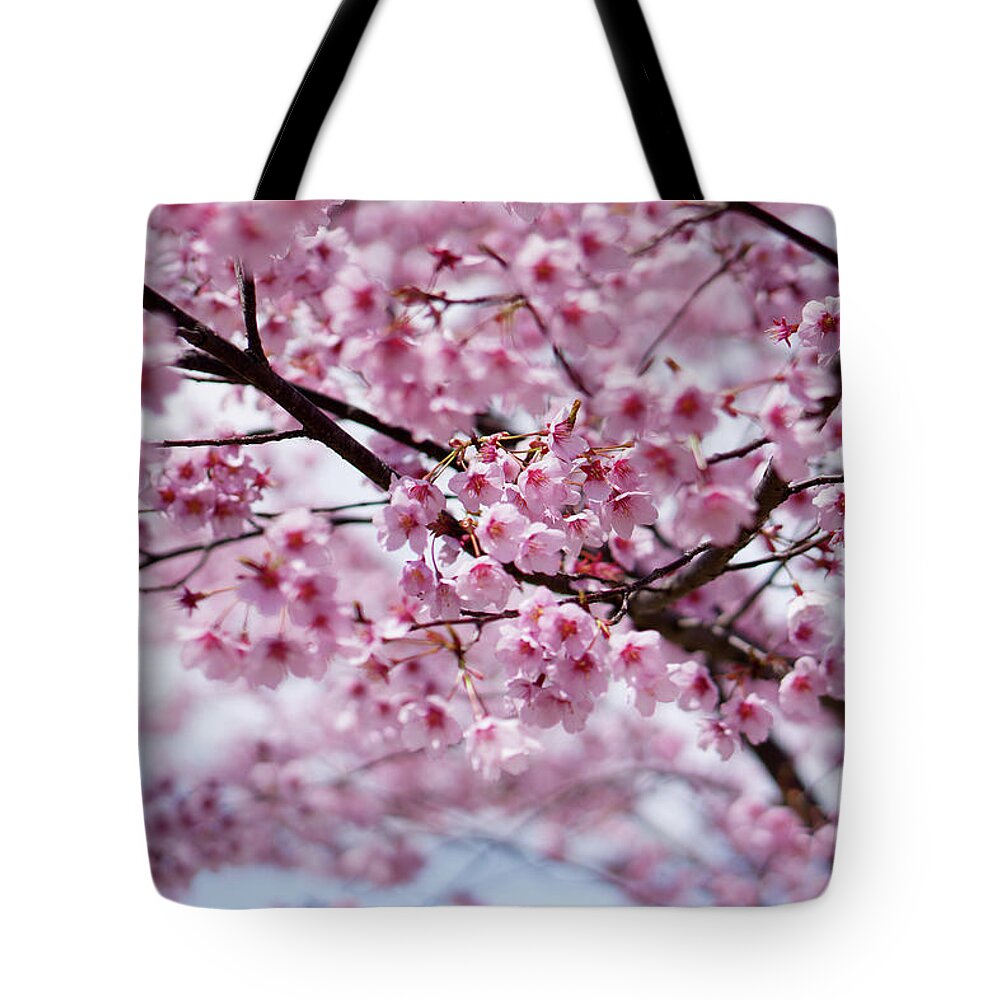 Outdoors Tote Bag featuring the photograph Cherry Blossoms by Invisiblea