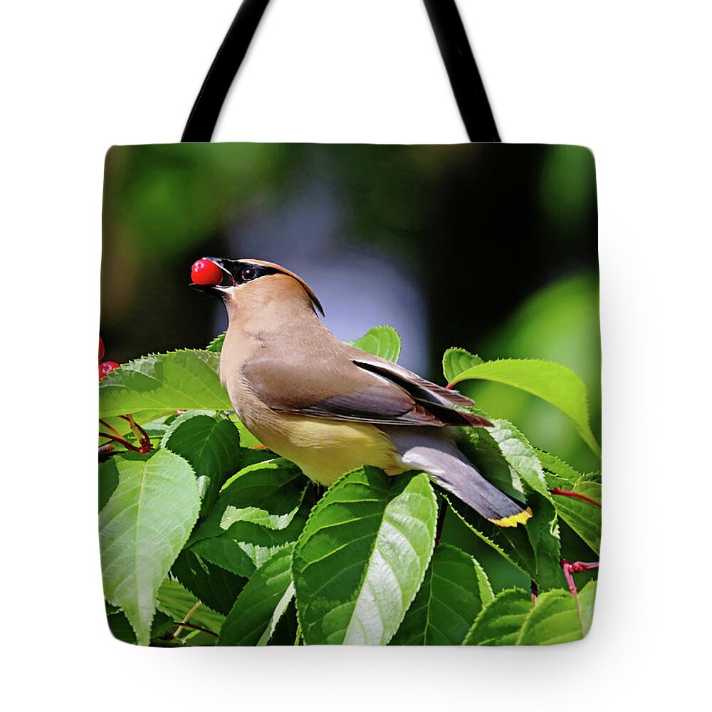 Cedar Waxwing Tote Bag featuring the photograph Cherry Picking by Debbie Oppermann