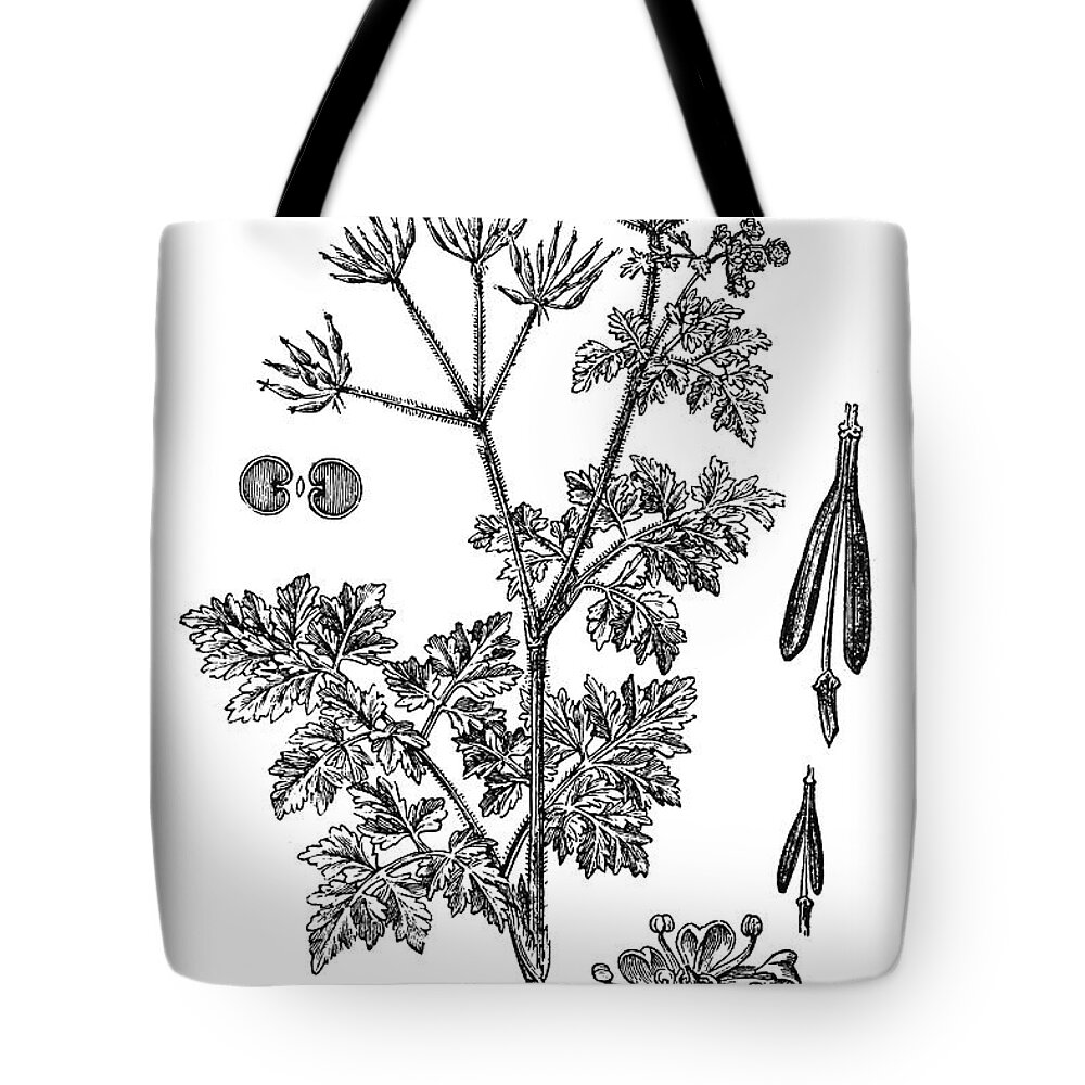 Engraving Tote Bag featuring the digital art Chervil Anthriscus Cerefolium by Nastasic
