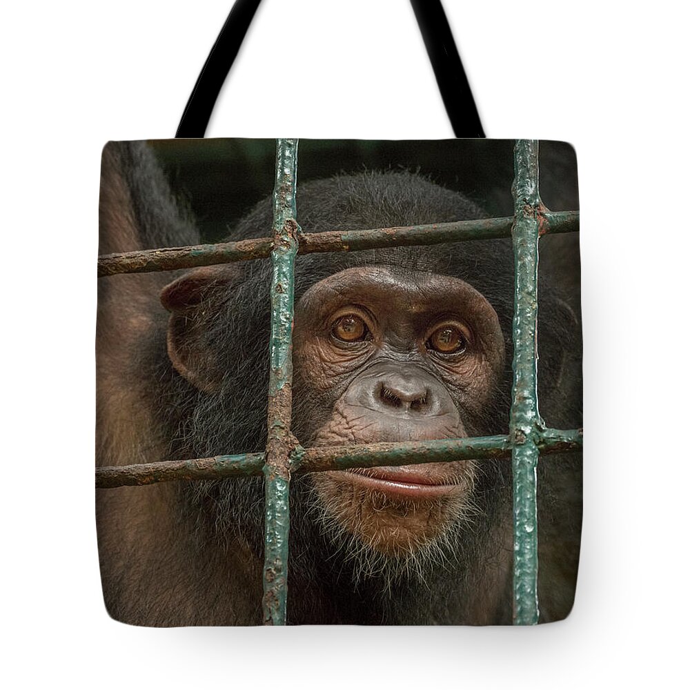 Gerry Ellis Tote Bag featuring the photograph Chimpanzee Limbe Wildlife Center by Gerry Ellis