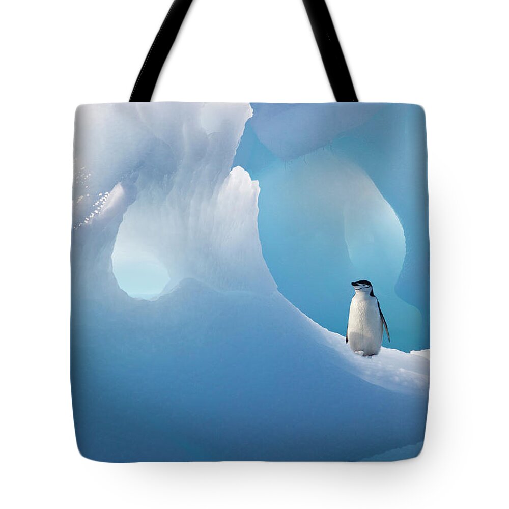 Iceberg Tote Bag featuring the photograph Chinstrap Penguin On Iceberg by Darrell Gulin
