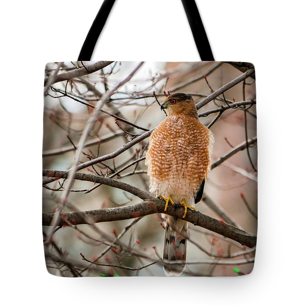 Accipiter Cooperii Tote Bag featuring the photograph Christmas Cooper's Hawk by Todd Bannor