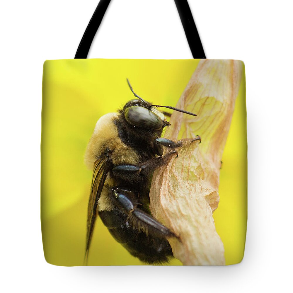 Bee Tote Bag featuring the photograph Clinging On by Michelle Tinger