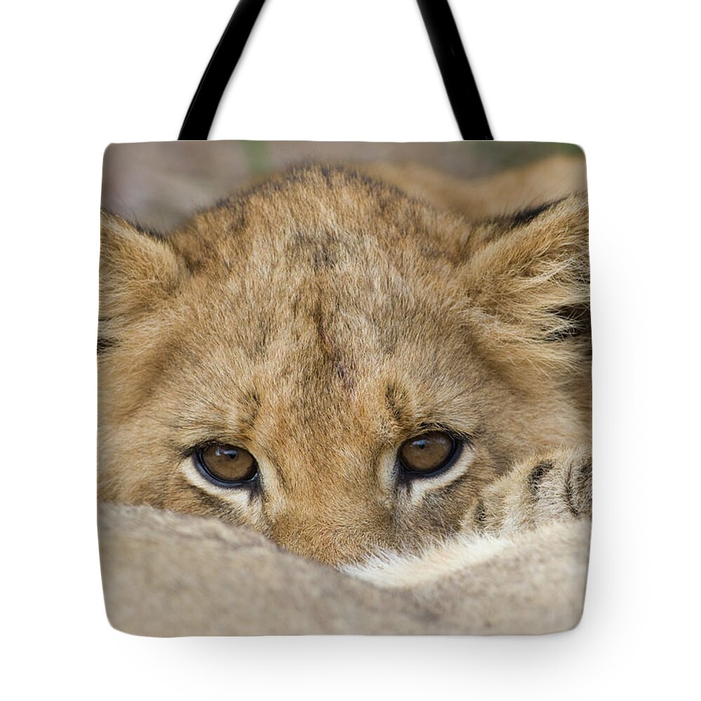 Hiding Tote Bag featuring the photograph Close Up Of Lion Cubs Face by Tetra Images - Wim Van Den Heever
