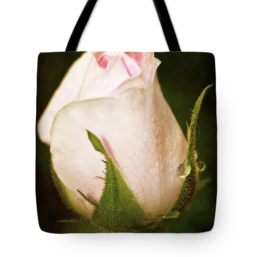 Fragility Tote Bag featuring the photograph Close-up Of Single Pink Rose by Earl Wilkerson