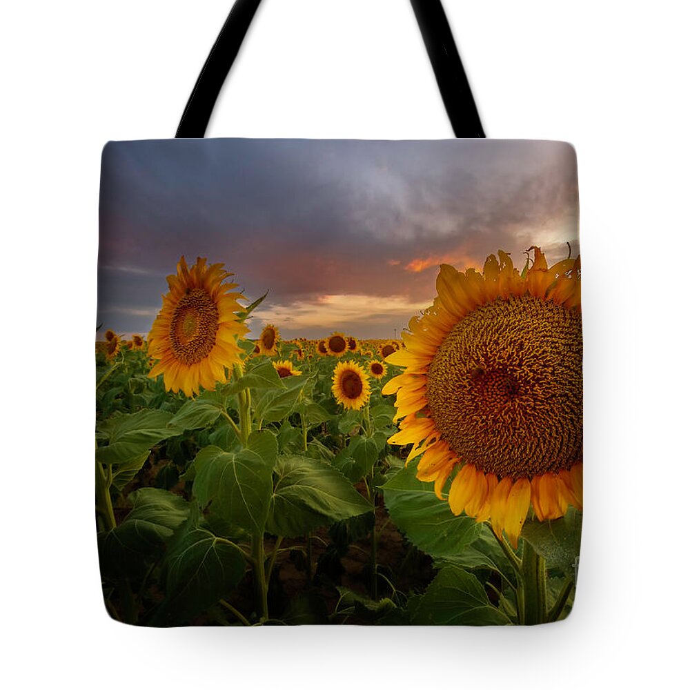 Sunflower Fields Tote Bag featuring the photograph Close up of the Sunflower Fields at sunset by Ronda Kimbrow
