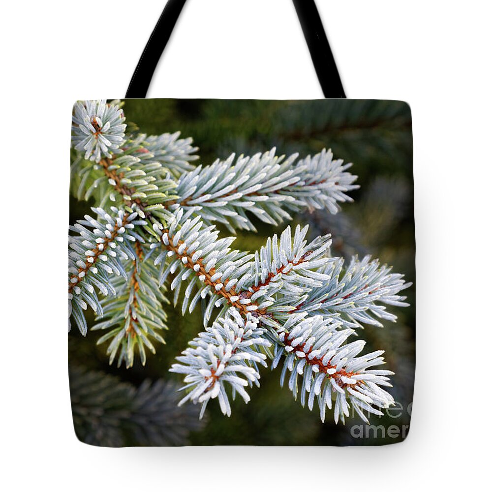 Delicate Frosty Tree Needles Tote Bag featuring the photograph Closeup frosty frosted green winter conifer needles branches spruce tree dark green background by Robert C Paulson Jr