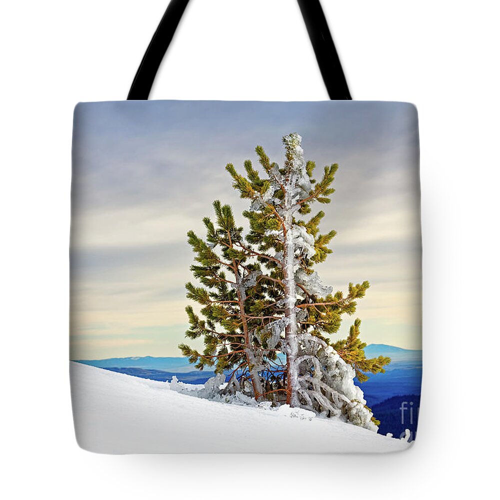 Nature Tote Bag featuring the photograph Closeup winter windblown ice coated conifer tree snowy hillside tree line colorful sky distant hills by Robert C Paulson Jr