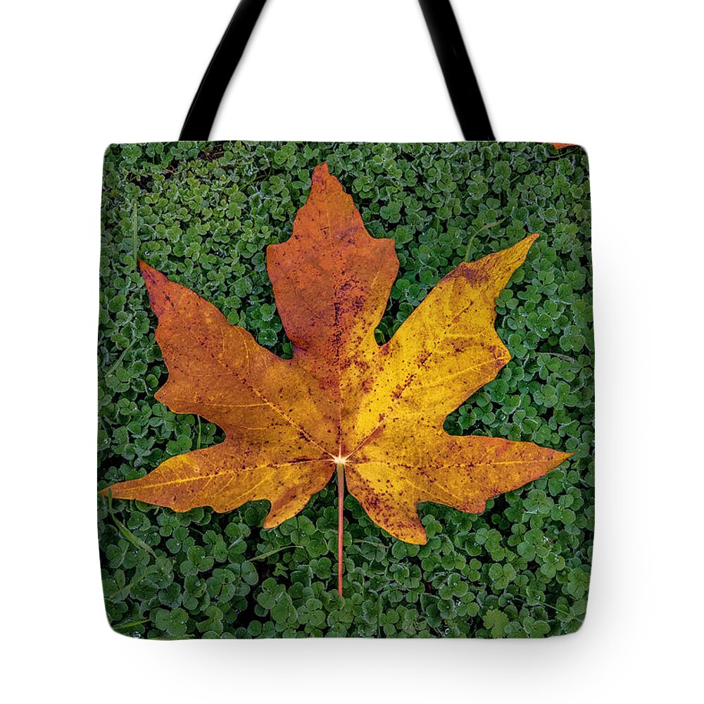  Tote Bag featuring the photograph Clover Leaf Autumn by G Lamar Yancy