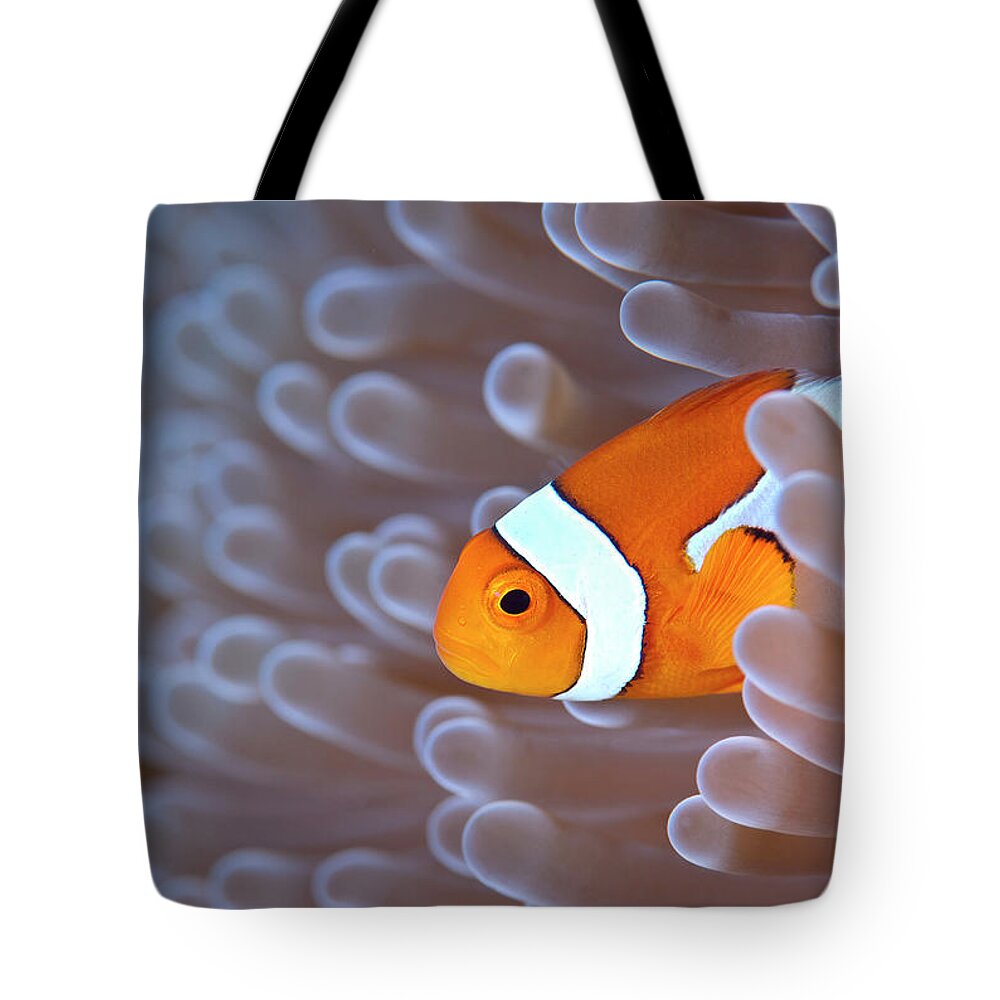 Underwater Tote Bag featuring the photograph Clownfish In White Anemone by Alastair Pollock Photography