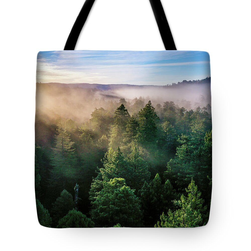 Sebastian Kennerknecht Tote Bag featuring the photograph Coast Redwood Forest At Sunrise by Sebastian Kennerknecht