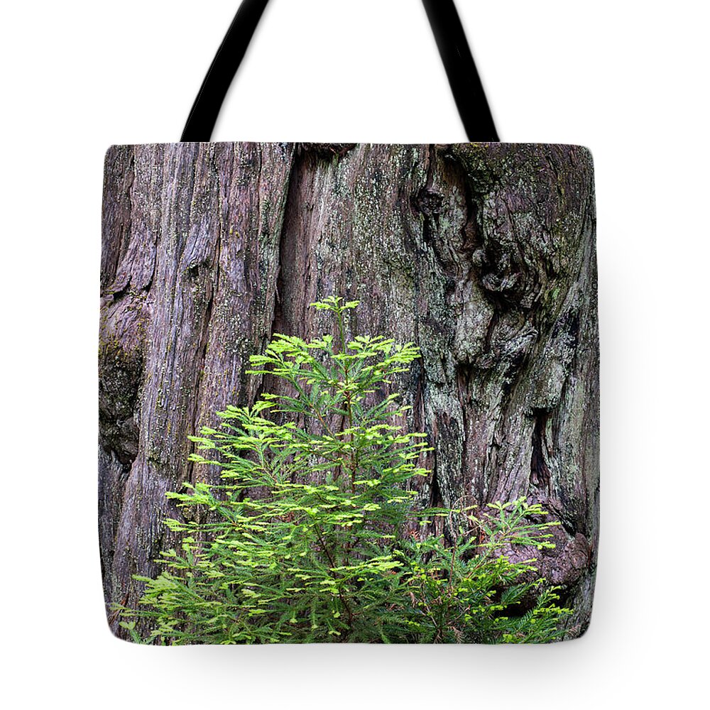 Jeff Foott Tote Bag featuring the photograph Coast Redwood Growth by Jeff Foott