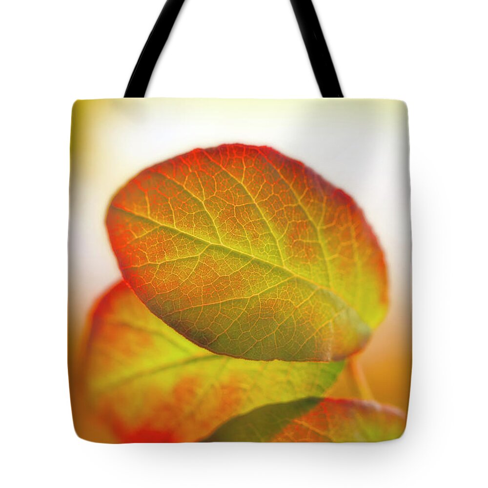 Leaves Tote Bag featuring the photograph Cobaea Scandens Leaves In Sunlight by Johanna Hurmerinta