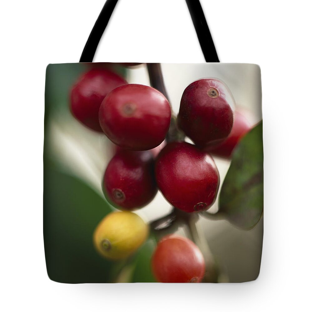 Outdoors Tote Bag featuring the photograph Coffee Beans Ripening On The Tree by Lisa Romerein