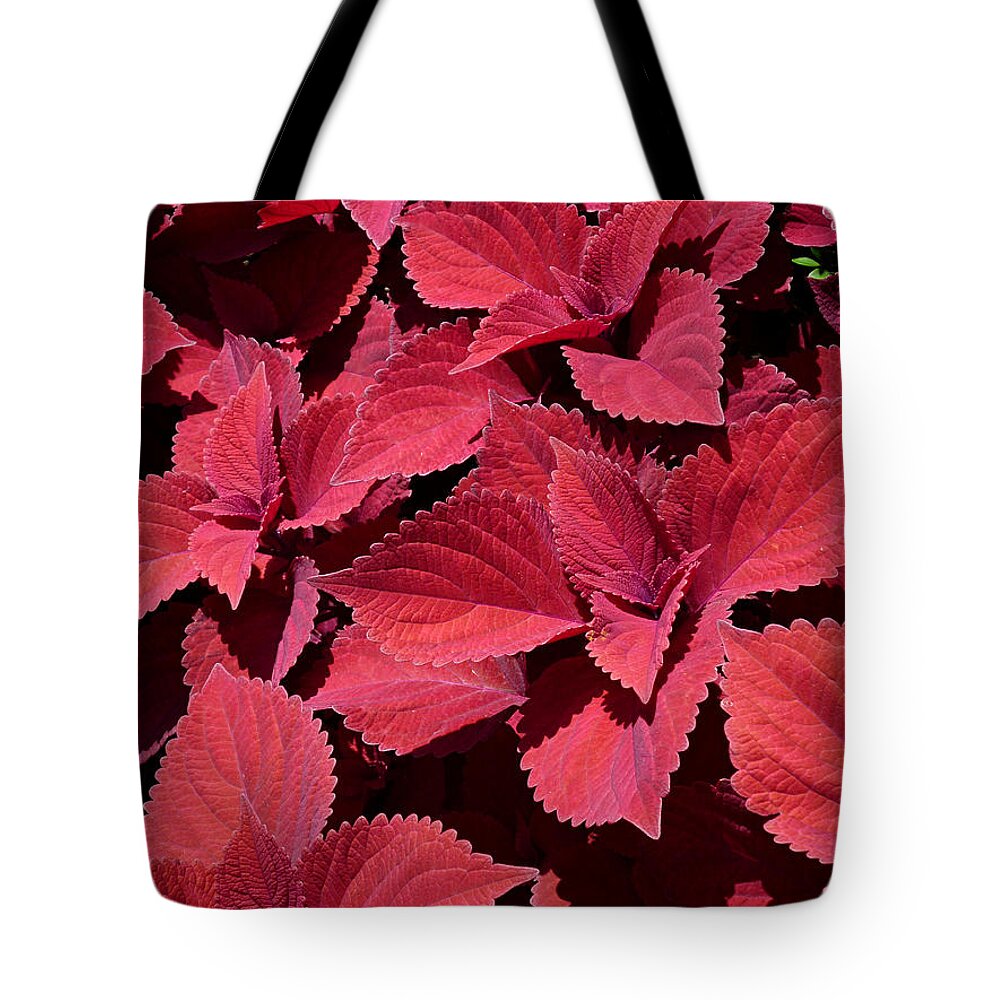 Red Leaf Coleus Close-up Tote Bag featuring the photograph Coleus Close-up by Mike McBrayer