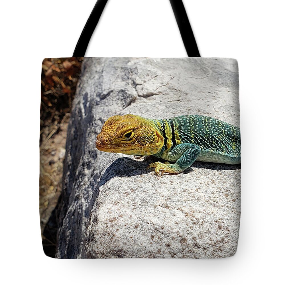 Colorado Tote Bag featuring the photograph Collared Lizard by Julia McHugh