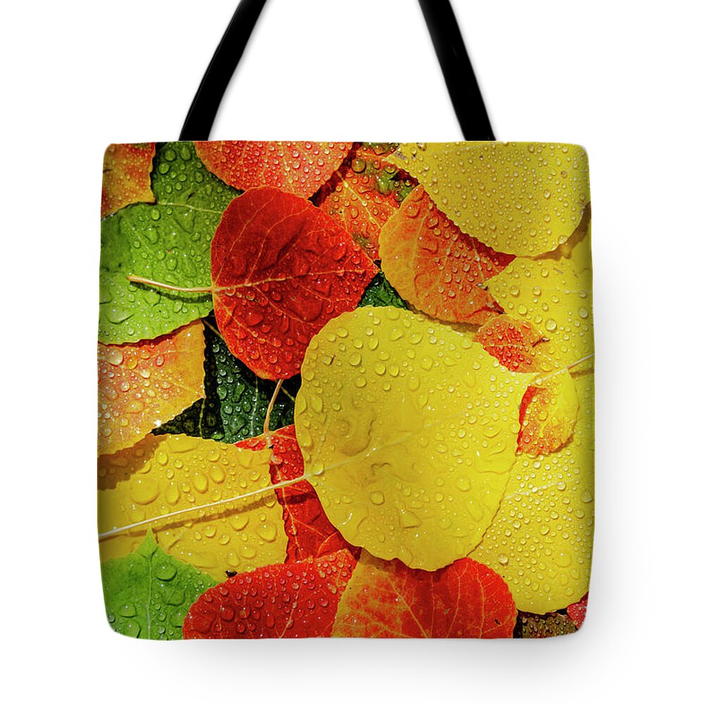 Aspen Forest Tote Bag featuring the photograph Colorful Aspen tree leaves on ground in morning sunlight by Teri Virbickis