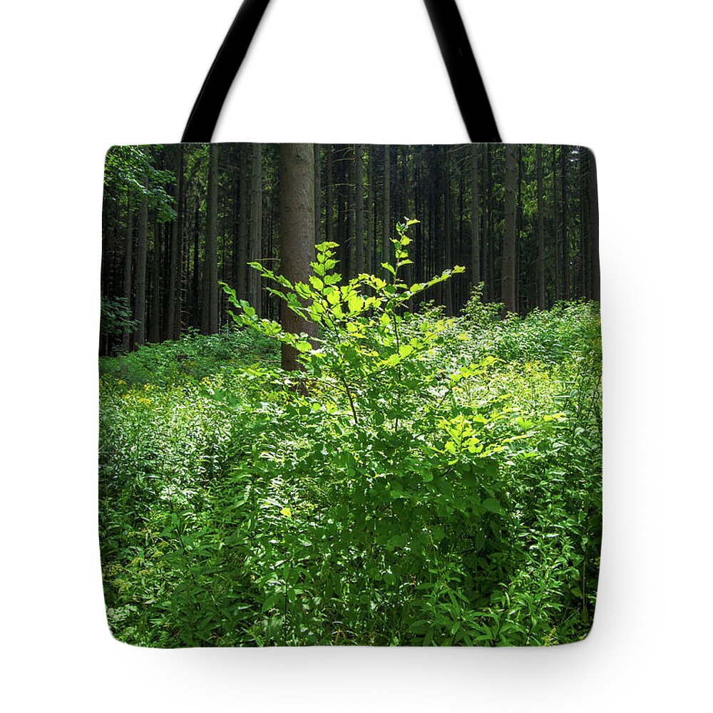 Forest Tote Bag featuring the photograph Colors of a forest in Vogelsberg by Sun Travels