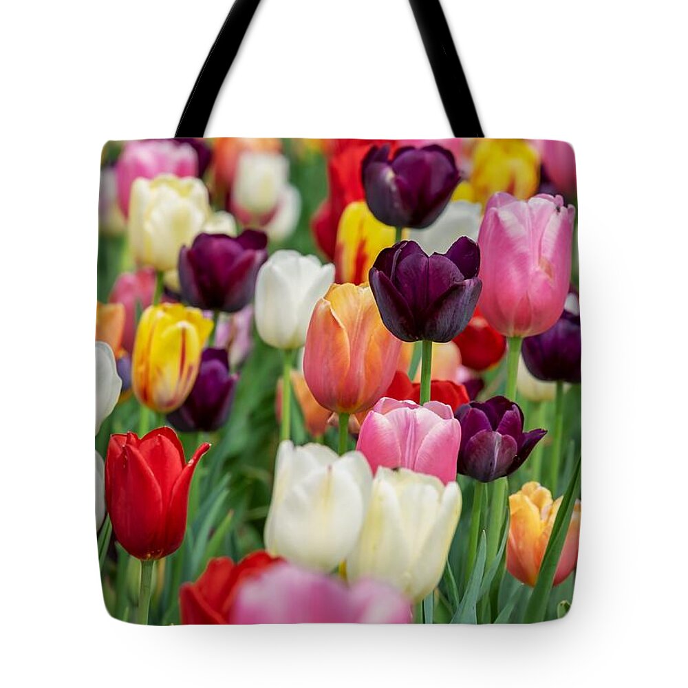 Cute Tote Bag featuring the photograph Colour tulips by Top Wallpapers