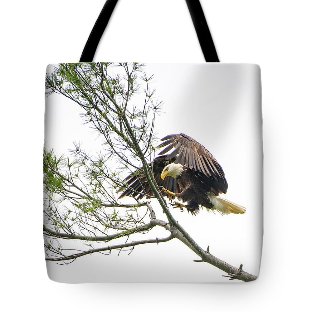 Bald Eagle Tote Bag featuring the photograph Coming in for a Landing by Robert J Wagner