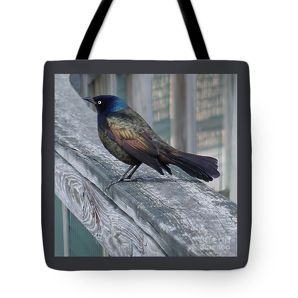 Bird Tote Bag featuring the photograph Common Grackle by Ann Horn