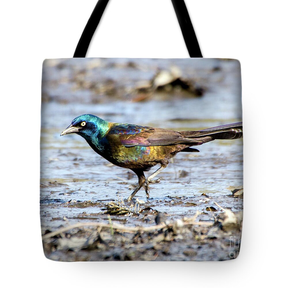 Drained Rosemary Lake Tote Bag featuring the photograph Common Grackle on Drained Rosemary Lake by Ilene Hoffman