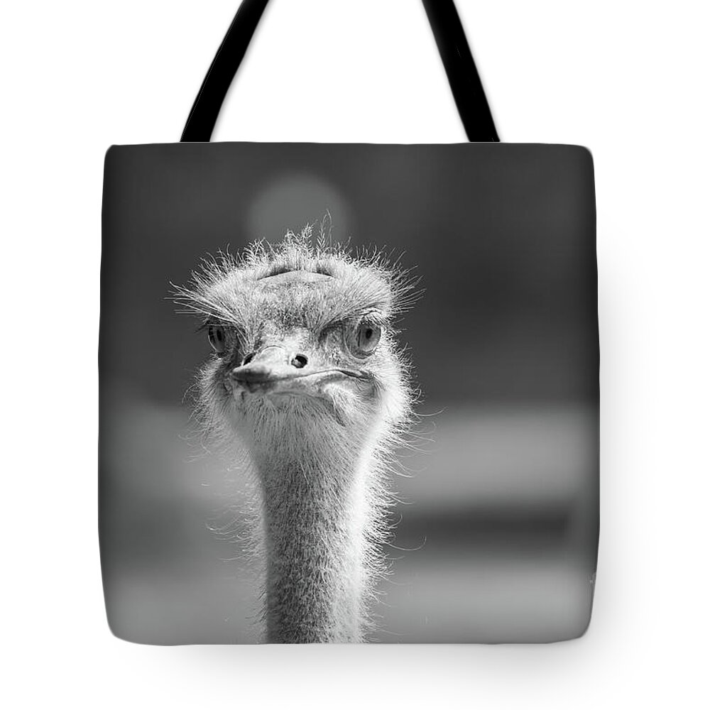 Common Ostrich Tote Bag featuring the photograph Common Ostrich Portrait by Eva Lechner