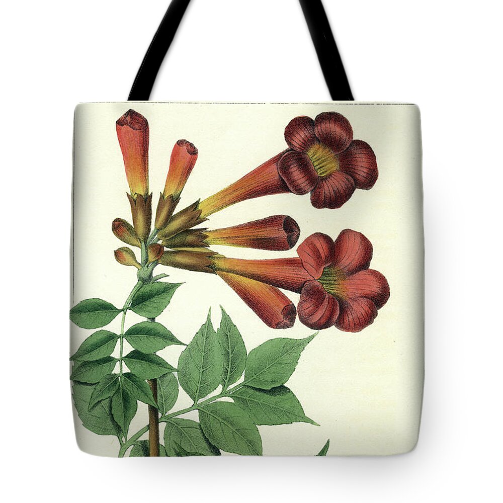 Common Trumpet Flower Tote Bag featuring the drawing Common Trumpet Flower by Unknown