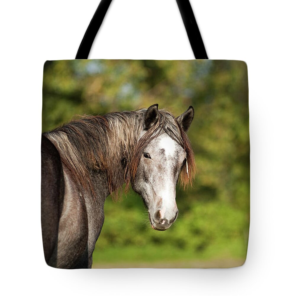 Horse Tote Bag featuring the photograph Connemara Pony by Satu Pitkänen