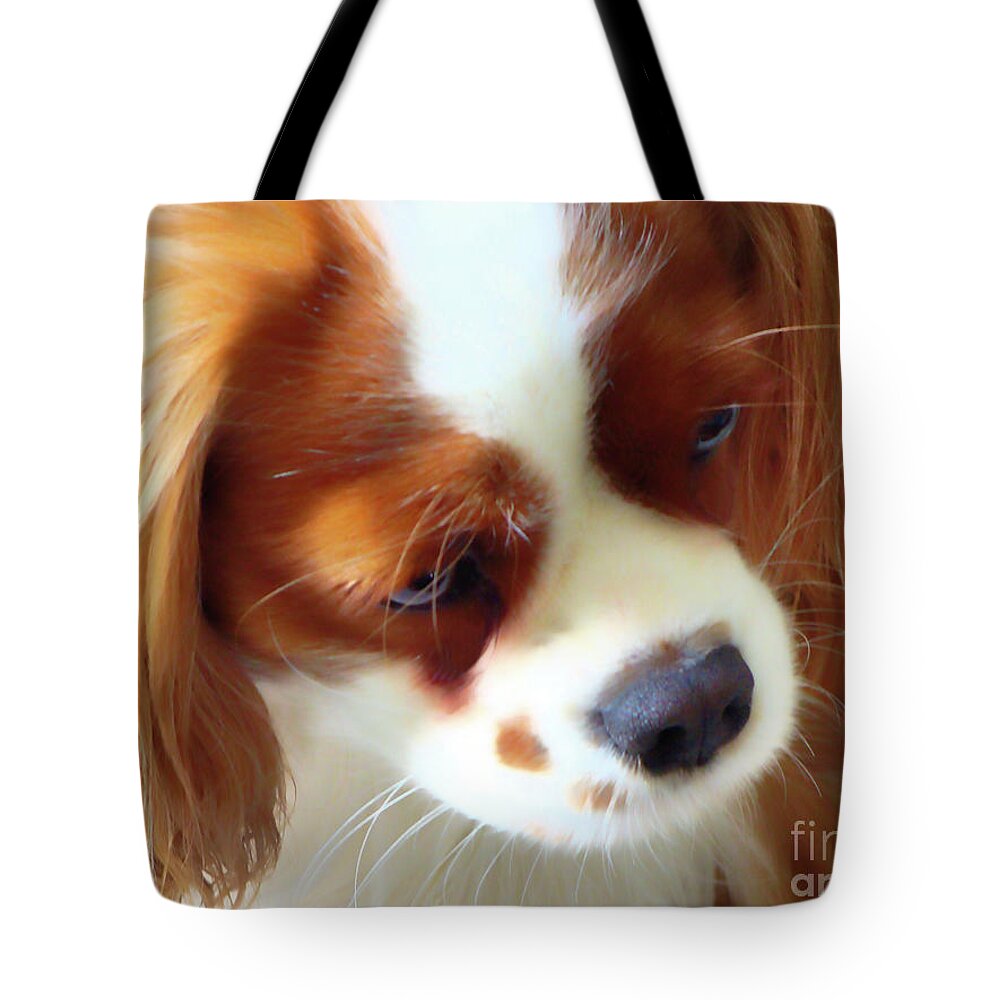 King Charles Cavalier Spaniel.spaniel Tote Bag featuring the photograph Contemplation by Amy Dundon