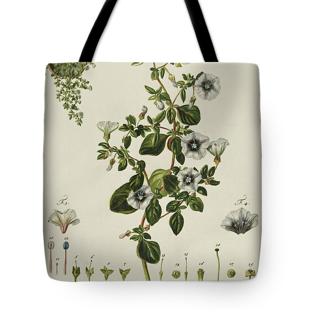Plant Tote Bag featuring the painting Convolvulus Teganium f Atropa gymnosperma from Plantae Rariores by Jakob Christoph Keller