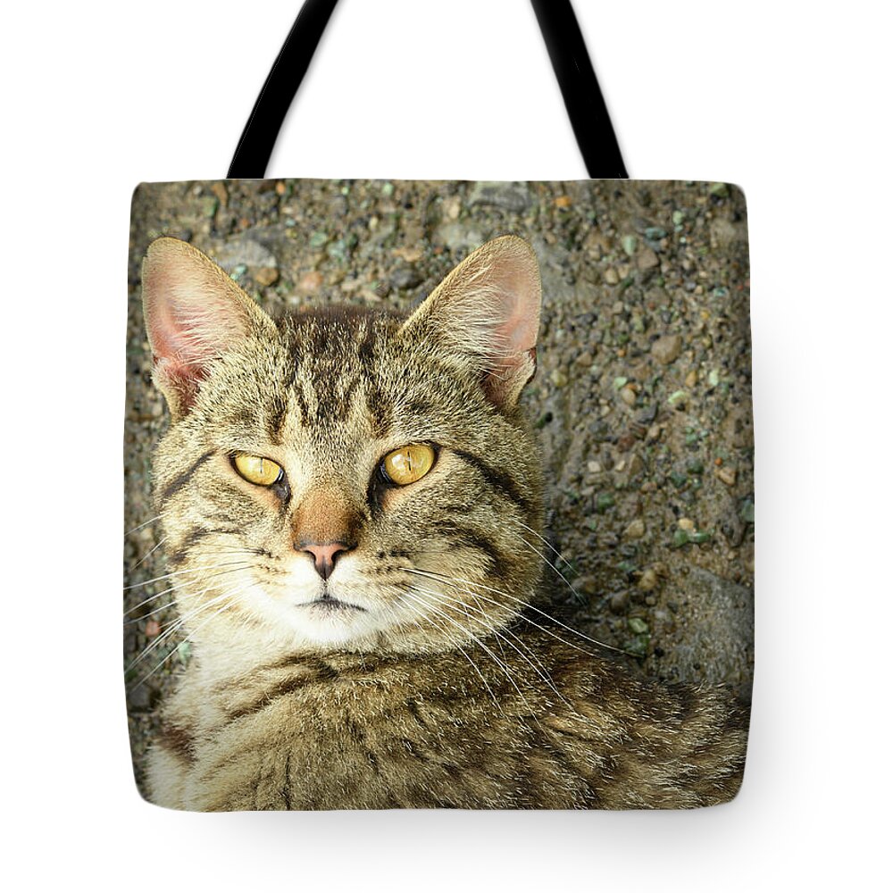 Cat Tote Bag featuring the photograph Cool Farm Cat by Holden The Moment