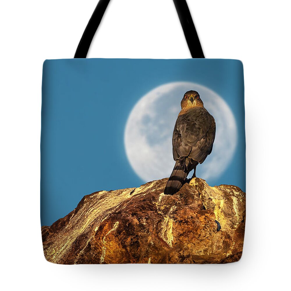 Accipiter Tote Bag featuring the photograph Coopers Hawk with Moon by Rick Mosher