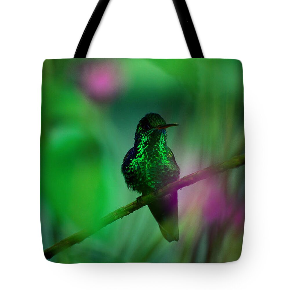 Animal Themes Tote Bag featuring the photograph Copper-rumped Hummingbird Amazilia by Art Wolfe