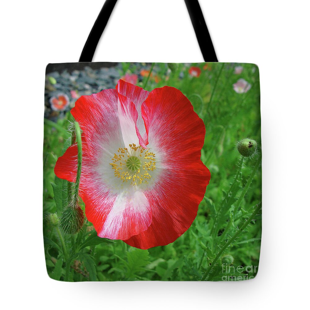 Papaver Rhoeas Tote Bag featuring the photograph Corn Poppy 20 by Amy E Fraser