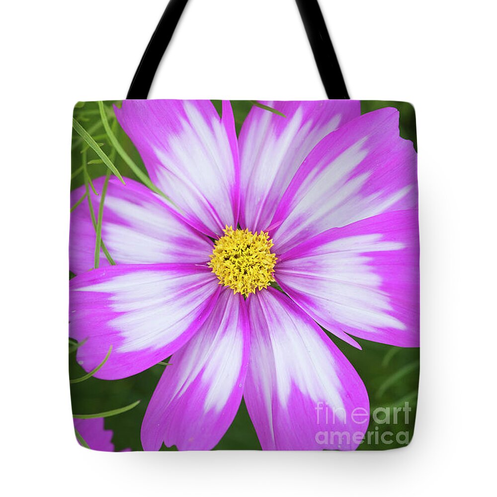 Cosmos Bipinnatus Capriola Tote Bag featuring the photograph Cosmos Capriola Flower by Tim Gainey