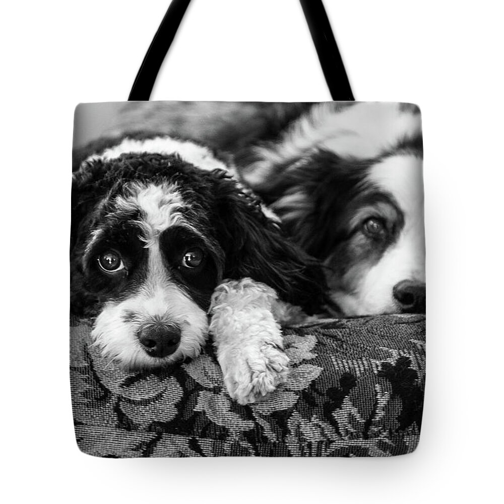 Dogs Tote Bag featuring the photograph Couch Potatoes by Mike Long