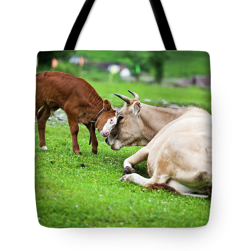 Grass Tote Bag featuring the photograph Cow And Calf by Zhouyousifang