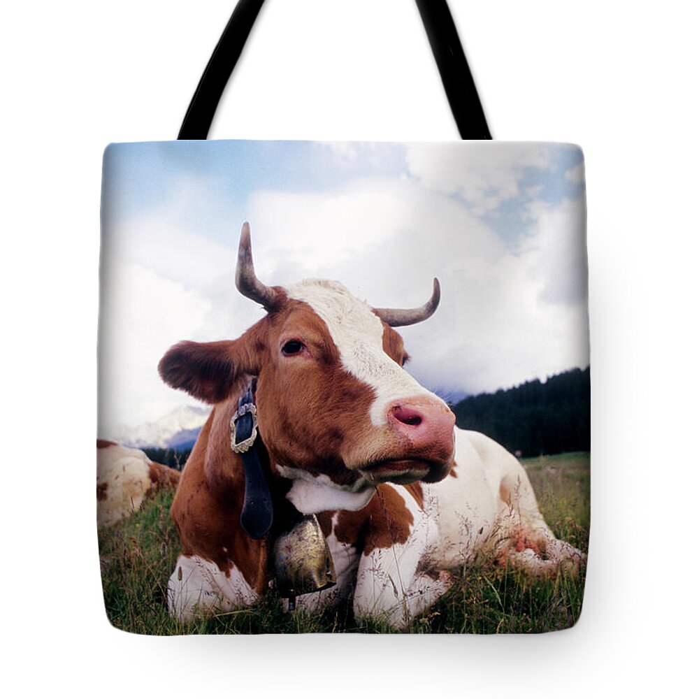 Horned Tote Bag featuring the photograph Cow Lying On The Grass, Lavazè Pass by Stefano Salvetti