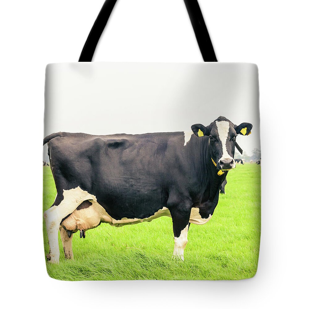 Milk Tote Bag featuring the photograph Cow To Pasture by Deimagine