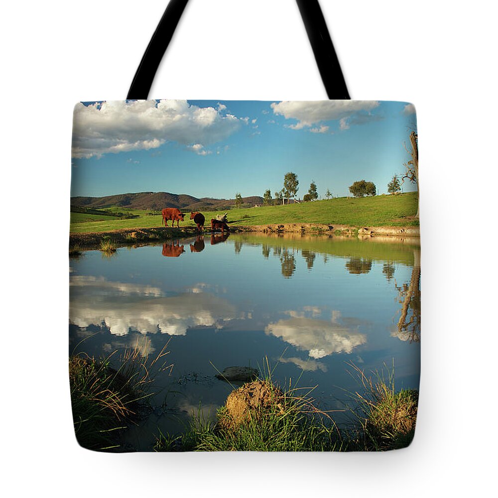 Grass Tote Bag featuring the photograph Cows Drinking From A Dam In Australia by Photography By Gary Radler