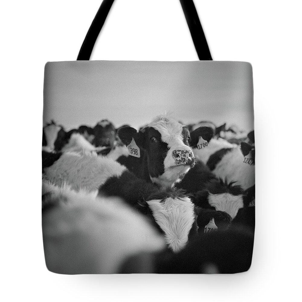 New Mexico Tote Bag featuring the photograph Cows In Feedlot by David Teter