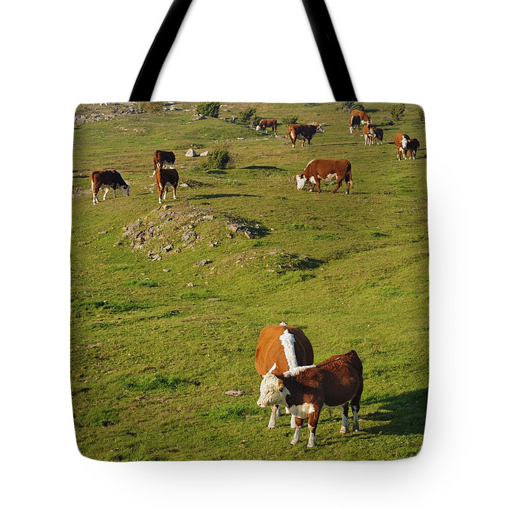 Water's Edge Tote Bag featuring the photograph Cows In Pasture by Johner Images