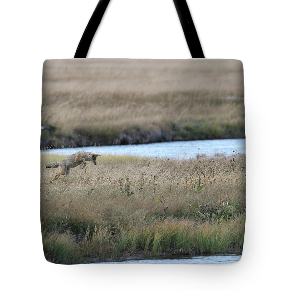 Grass Tote Bag featuring the photograph Coyote Hunting In Grass by Photo By James Keith