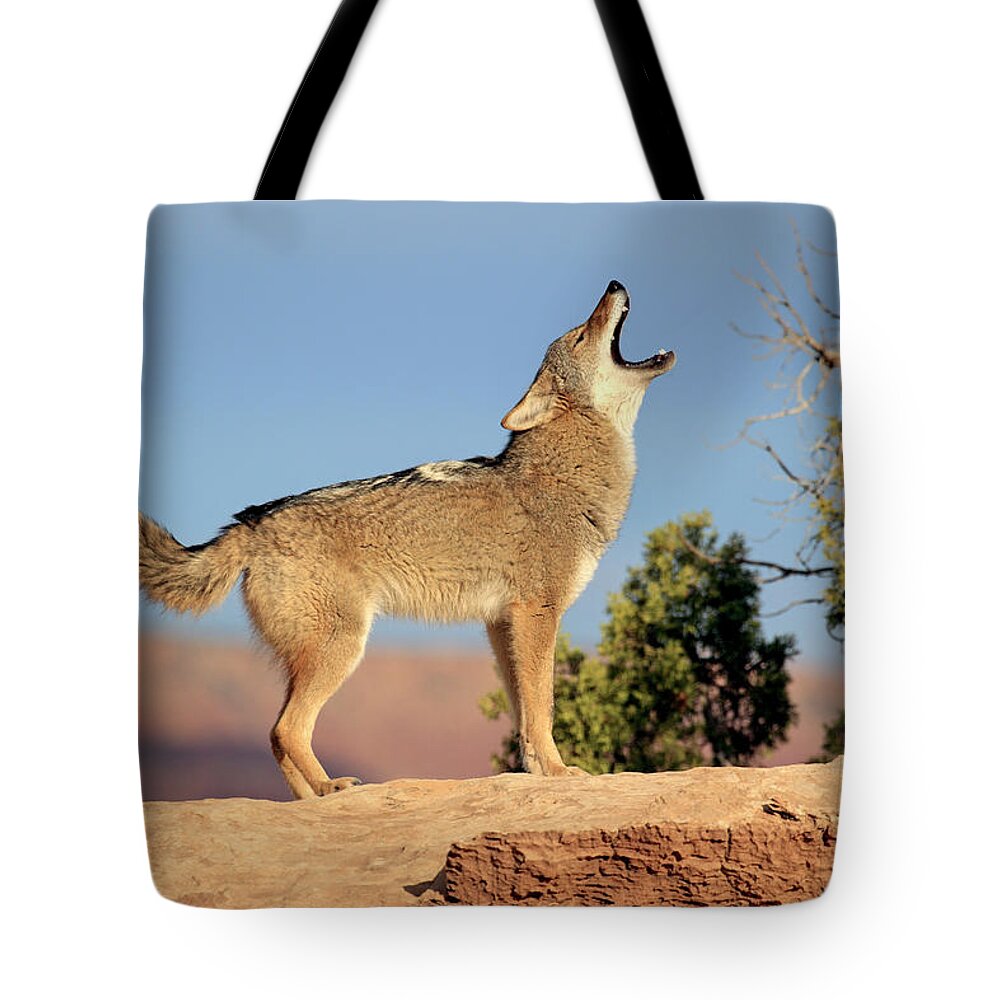 Scenics Tote Bag featuring the photograph Coyote by Tier Und Naturfotografie J Und C Sohns