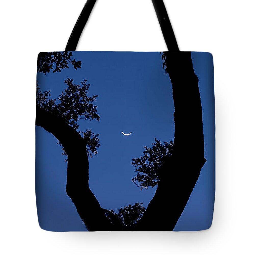 Florida Tote Bag featuring the photograph Crescent Moon through Tree by Bill Chambers