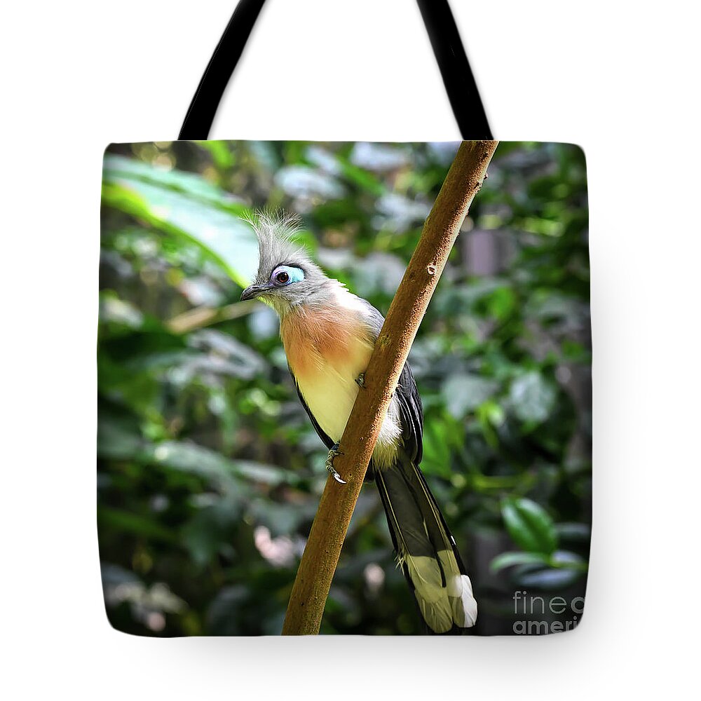 Crested Coua Tote Bag featuring the photograph Crested Coua - Bird of Madagascar by Kerri Farley