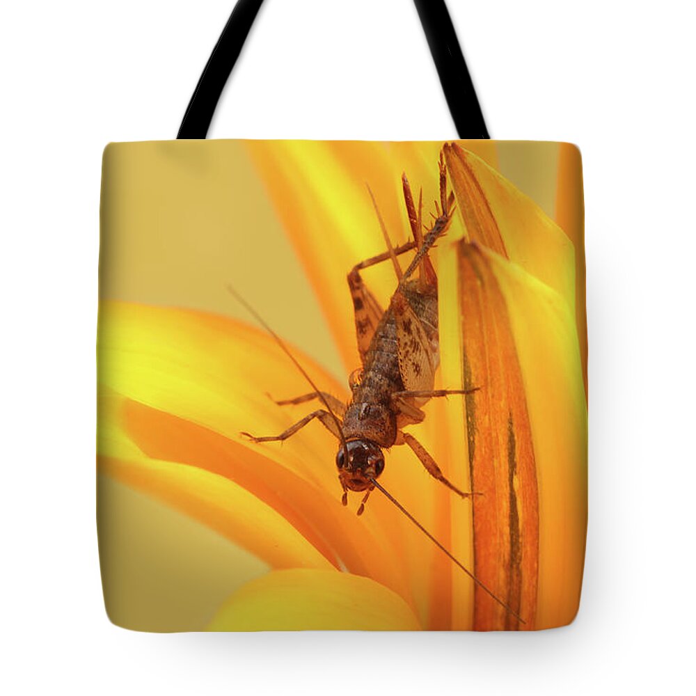 Insect Tote Bag featuring the photograph Cricket by Retales Botijero
